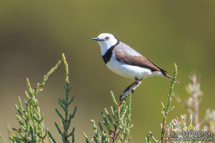 White-fronted Chat, Western Treatment Plant, Victoria, Australia